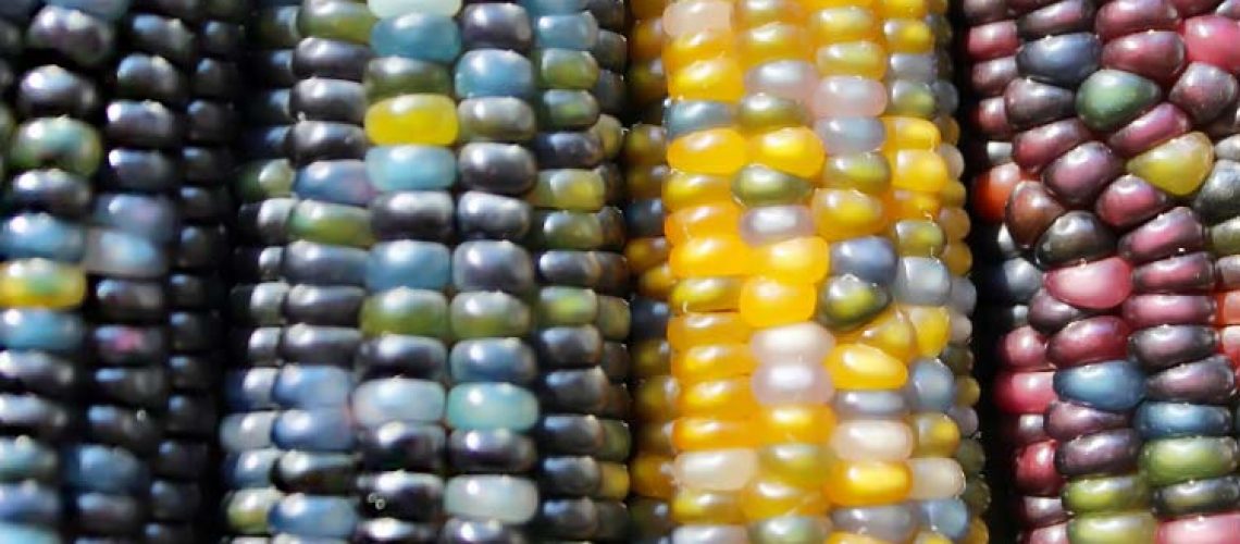 colored-corn